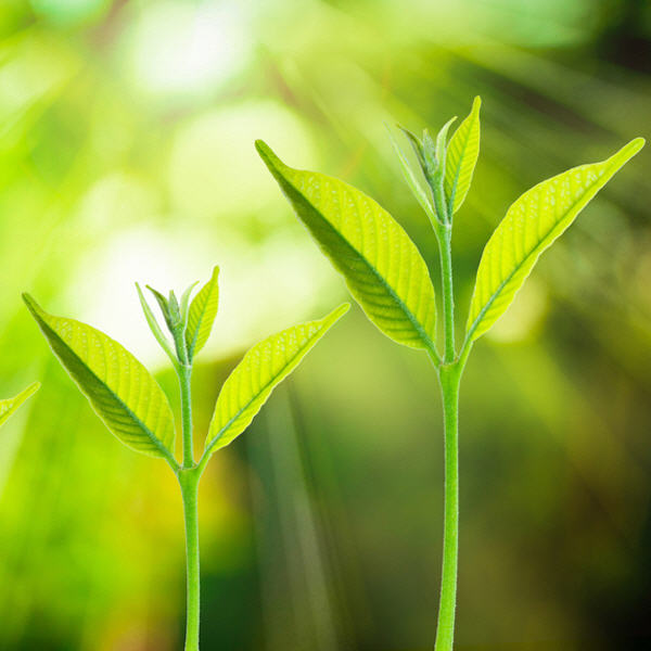 Solana (SOL) Prognose.